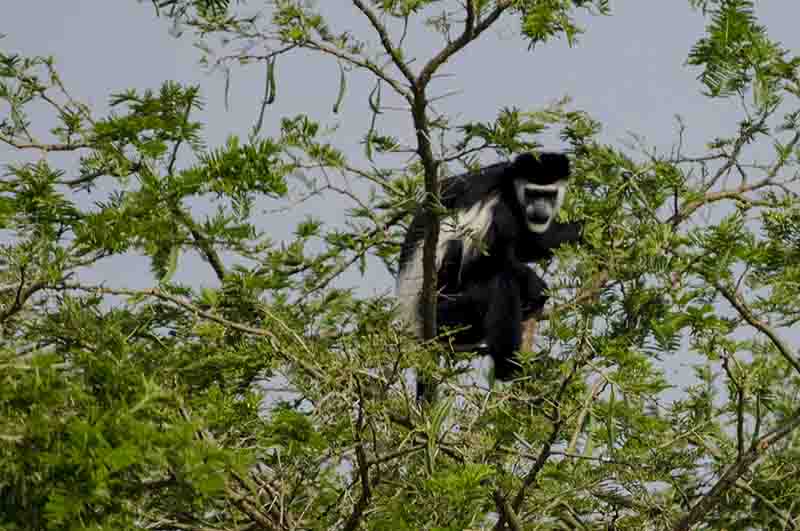 Mono Colobo Abisinio - parque nacional Queen Elizabeth - Uganda 1.jpg